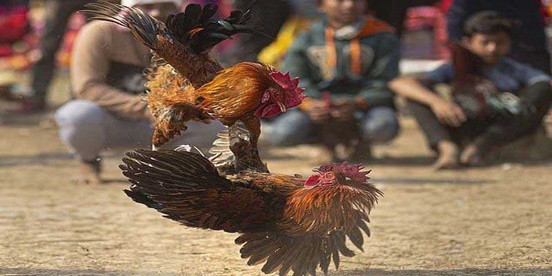 {0} Người chơi căn cứ vào tình hình đối thủ để chọn màu gà phù hợp.